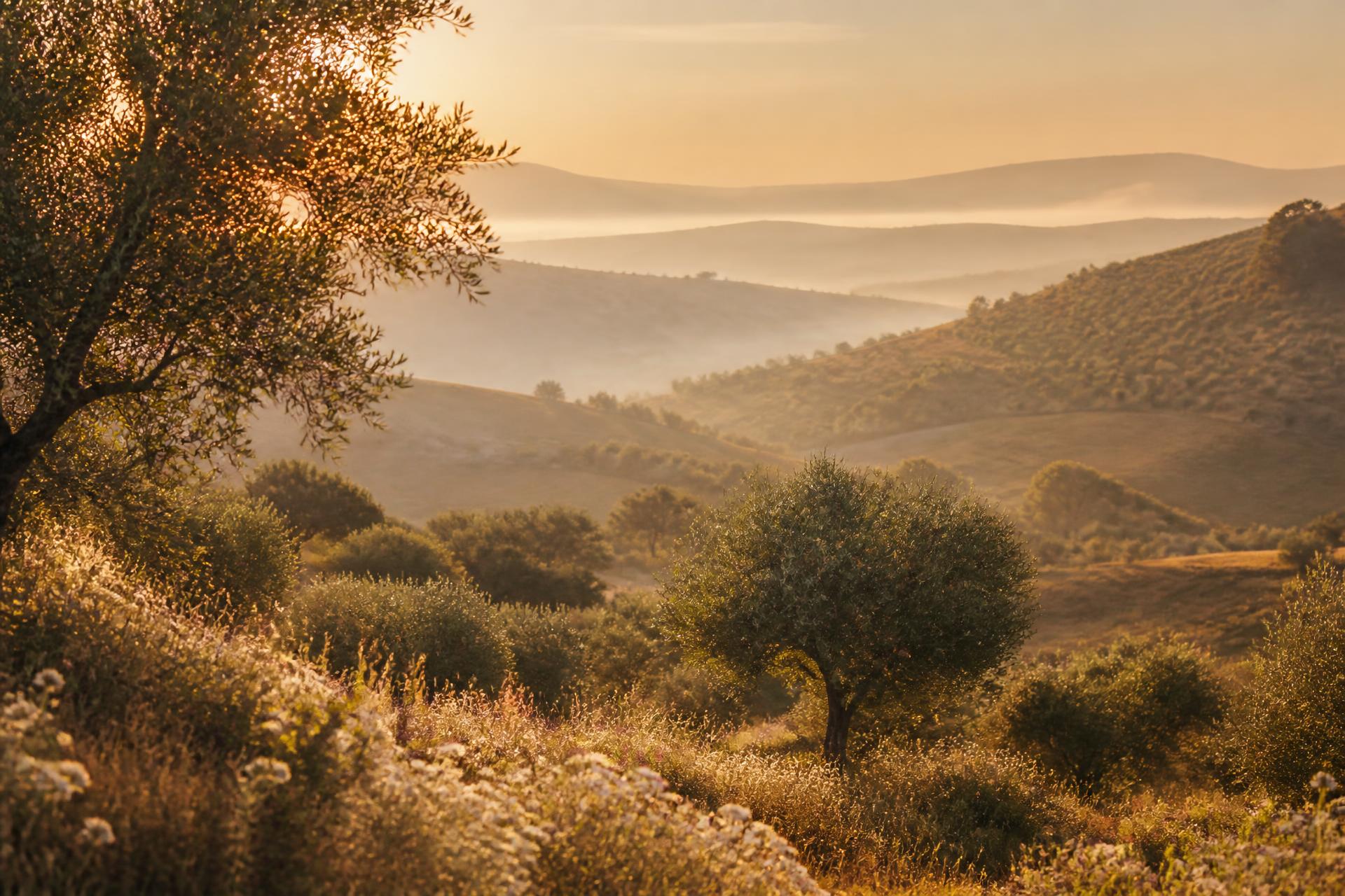 Colinas de oliveiras e flores silvestres ao amanhecer no interior de Portugal